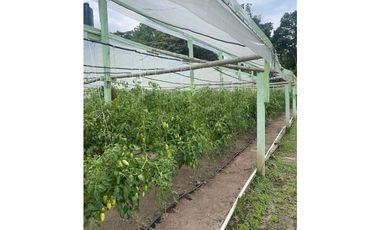 Finca de 41 hectáreas en Penonomé