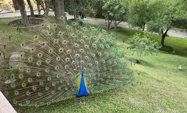 Venta dos casas en terreno 18660 m2,  Zona Carretera Nacional , El Barro , N.L.