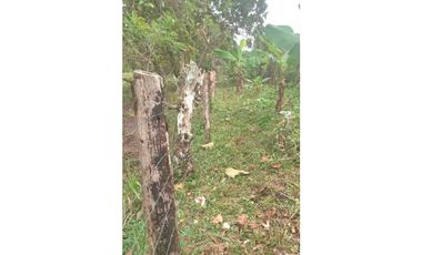 VENDO UNA HECTAREA PARA SIEMBROS