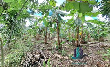VENDO UNA HECTAREA EN AREA RURAL