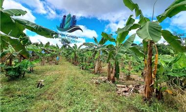 VENDO UNA HECTAREA EN AREA RURAL