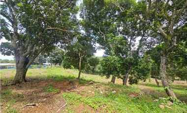 Se vende finca comercial de 1.5 has en La Chorrera