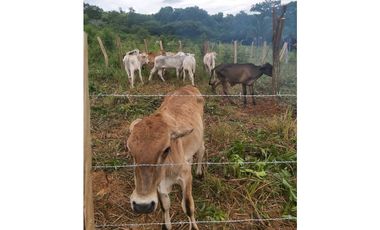 VENTA DE LOTES EN LDICE, MINIMO MIL METROS POR LOTE