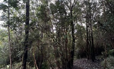 Sitio en Venta en Sector El Rosario, Iglesia Nuestra Señora del Rosario