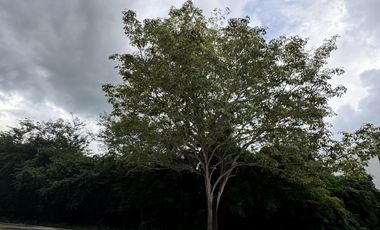 Terreno en Venta en el Yucatán Country Club, Privada Xtacay. Hasta 12 MSI