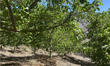 Illapel Parcela 2,3 Há con casa. 2 acciones de agua nogales paltos