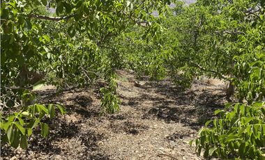 Illapel Parcela 2,3 Há con casa. 2 acciones de agua nogales paltos