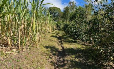 VENDO FINCA DE 23 HECTAREAS + CON AGUA VIVA