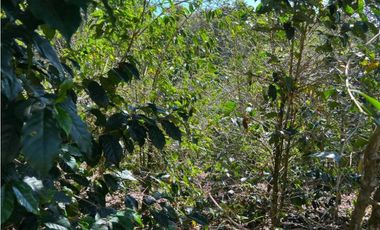 VENDO FINCA DE 23 HECTAREAS + CON AGUA VIVA