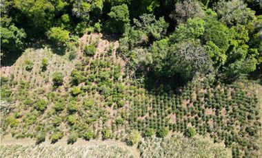 VENDO FINCA DE 23 HECTAREAS + CON AGUA VIVA