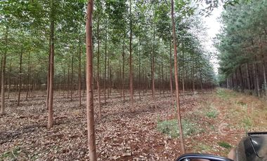 Se vende Chacra Sobre Ruta 4. Pegada al pueblo. Ideal Loteo- Bonpland. Misiones