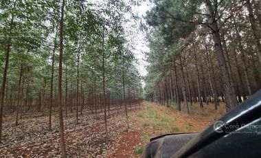 Se vende Chacra Sobre Ruta 4. Pegada al pueblo. Ideal Loteo- Bonpland. Misiones