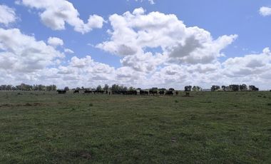 CAMPO EN Venta SAN MIGUEL DEL  MONTE Acceso directo ruta 41 y secundario por ruta 3