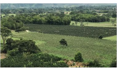 Se Vende Finca Productiva En Pitalito Huila