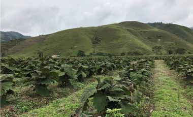 Se Vende Finca Productiva En Pitalito Huila