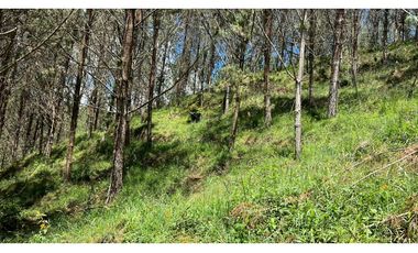 Venta finca de 26 H con aguacate y pino en Pantanillo el Retiro