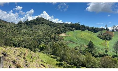 Venta finca de 26 H con aguacate y pino en Pantanillo el Retiro