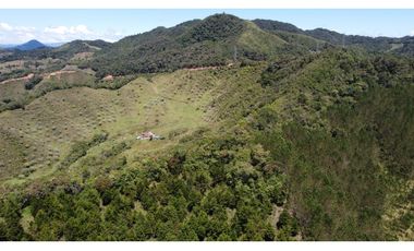 Venta finca de 26 H con aguacate y pino en Pantanillo el Retiro