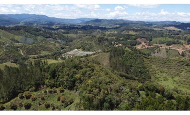 Venta finca de 26 H con aguacate y pino en Pantanillo el Retiro