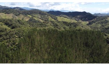 Venta finca de 26 H con aguacate y pino en Pantanillo el Retiro