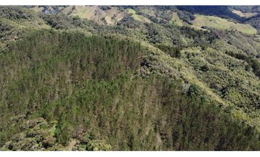 Venta finca de 26 H con aguacate y pino en Pantanillo el Retiro