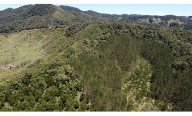 Venta finca de 26 H con aguacate y pino en Pantanillo el Retiro