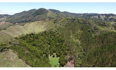 Venta finca de 26 H con aguacate y pino en Pantanillo el Retiro