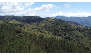 Venta finca de 26 H con aguacate y pino en Pantanillo el Retiro