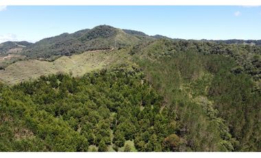 Venta finca de 26 H con aguacate y pino en Pantanillo el Retiro