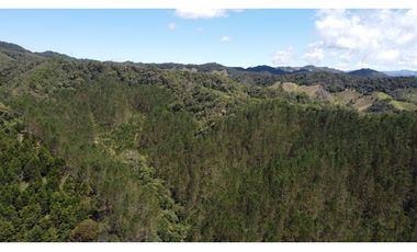 Venta finca de 26 H con aguacate y pino en Pantanillo el Retiro