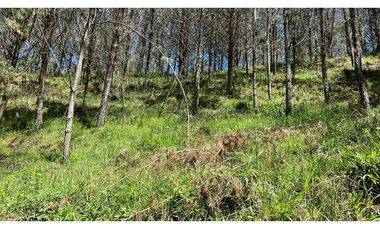 Venta finca de 26 H con aguacate y pino en Pantanillo el Retiro