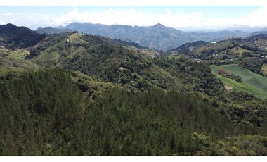 Venta finca de 26 H con aguacate y pino en Pantanillo el Retiro