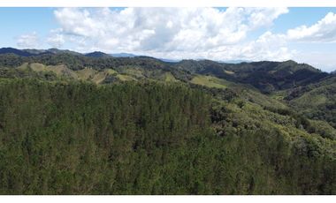 Venta finca de 26 H con aguacate y pino en Pantanillo el Retiro