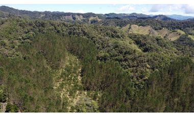 Venta finca de 26 H con aguacate y pino en Pantanillo el Retiro