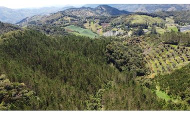 Venta finca de 26 H con aguacate y pino en Pantanillo el Retiro