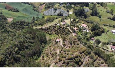 Venta finca de 26 H con aguacate y pino en Pantanillo el Retiro