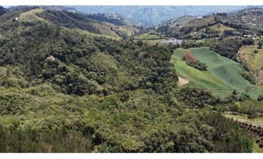 Venta finca de 26 H con aguacate y pino en Pantanillo el Retiro
