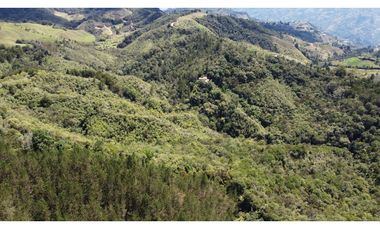 Venta finca de 26 H con aguacate y pino en Pantanillo el Retiro