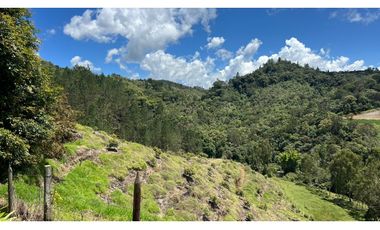 Venta finca de 26 H con aguacate y pino en Pantanillo el Retiro