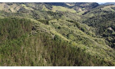 Venta finca de 26 H con aguacate y pino en Pantanillo el Retiro