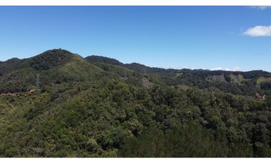 Venta finca de 26 H con aguacate y pino en Pantanillo el Retiro