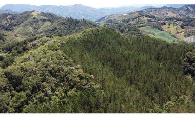 Venta finca de 26 H con aguacate y pino en Pantanillo el Retiro