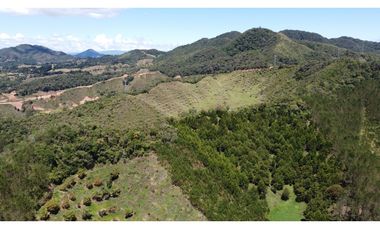 Venta finca de 26 H con aguacate y pino en Pantanillo el Retiro