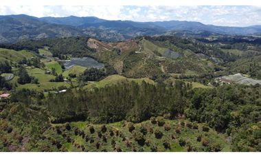 Venta finca de 26 H con aguacate y pino en Pantanillo el Retiro