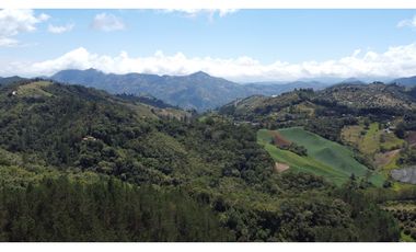 Venta finca de 26 H con aguacate y pino en Pantanillo el Retiro
