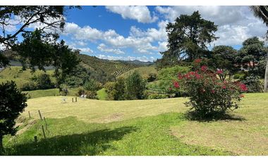 Venta finca de 26 H con aguacate y pino en Pantanillo el Retiro