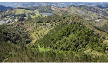 Venta finca de 26 H con aguacate y pino en Pantanillo el Retiro