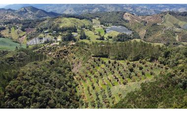 Venta finca de 26 H con aguacate y pino en Pantanillo el Retiro