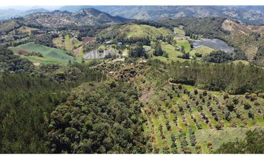 Venta finca de 26 H con aguacate y pino en Pantanillo el Retiro