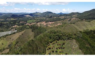 Venta finca de 26 H con aguacate y pino en Pantanillo el Retiro